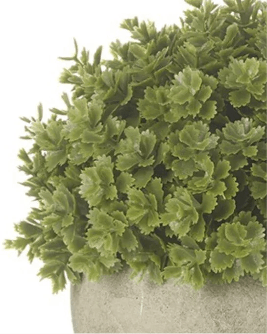 Artificial Potted Hebe Round Plant - Faux Plants & FlowersFaux Plants & Flowers - Lulu Loves Home