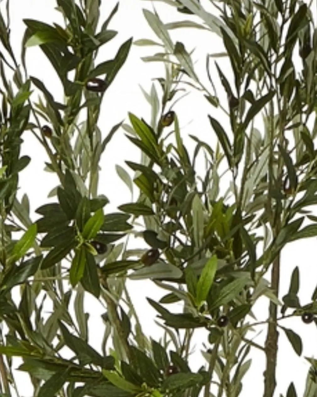 Artificial Potted Olive Tree - Huge - Apulia - Faux Plants & FlowersFaux Plants & Flowers - Lulu Loves Home
