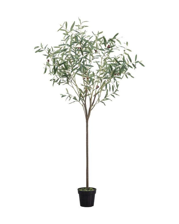 Artificial Potted Olive Tree - Medium - Florence - PRE ORDER FOUR WEEK DELIVERY - Faux Plants & FlowersFaux Plants & Flowers - Lulu Loves Home
