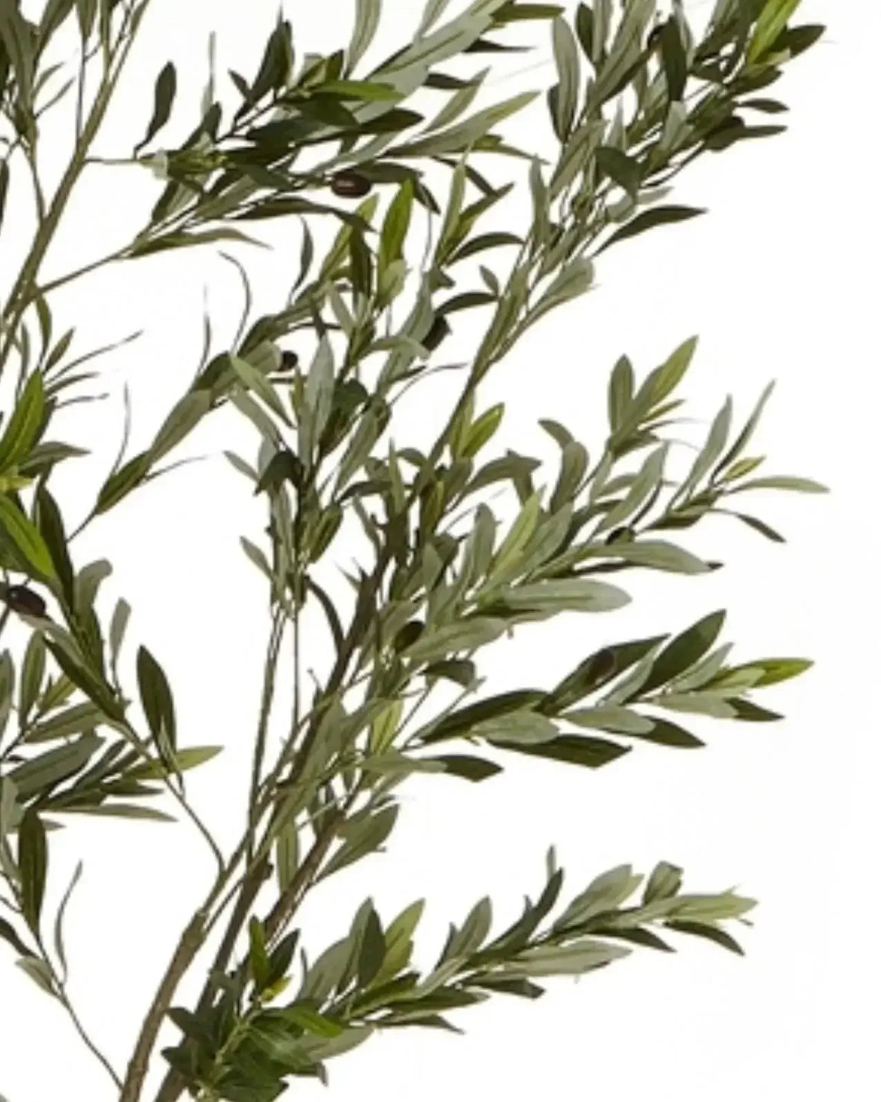 Artificial Potted Olive Tree - Small - Apulia - Faux Plants & FlowersFaux Plants & Flowers - Lulu Loves Home