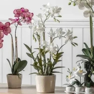 Artificial Potted Orchid Cycnoches - PRE ORDER FOUR WEEK DELIVERY - Faux Plants & FlowersFaux Plants & Flowers - Lulu Loves Home