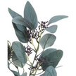Artificial Seaded Eucalyptus Stem from Hill Interiors, showcasing realistic green eucalyptus leaves with seeded accents in a natural arrangement.