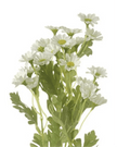 Artificial Soft White Daisy Flower Arrangement Stem - Faux Plants & FlowersFaux Plants & Flowers - Lulu Loves Home