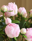 Artificial pale pink double peony flower stem from Starlight Express, showcasing realistic, full-bloom peonies for home decor.