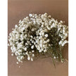 Artificial dried cream gypsophila short stems from Starlight Express, arranged in a pack of 50 for floral decoration and craft projects.