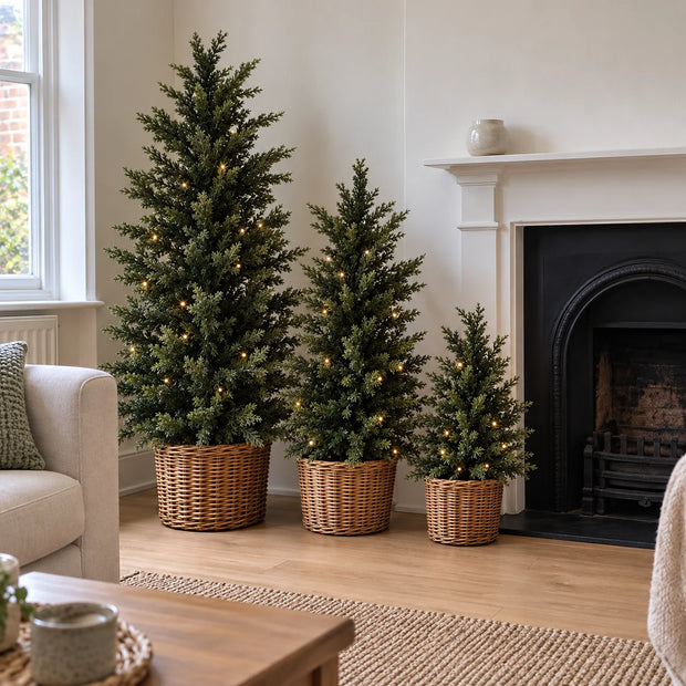 Three Norfolk spruce trees in baskets beside a fireplace