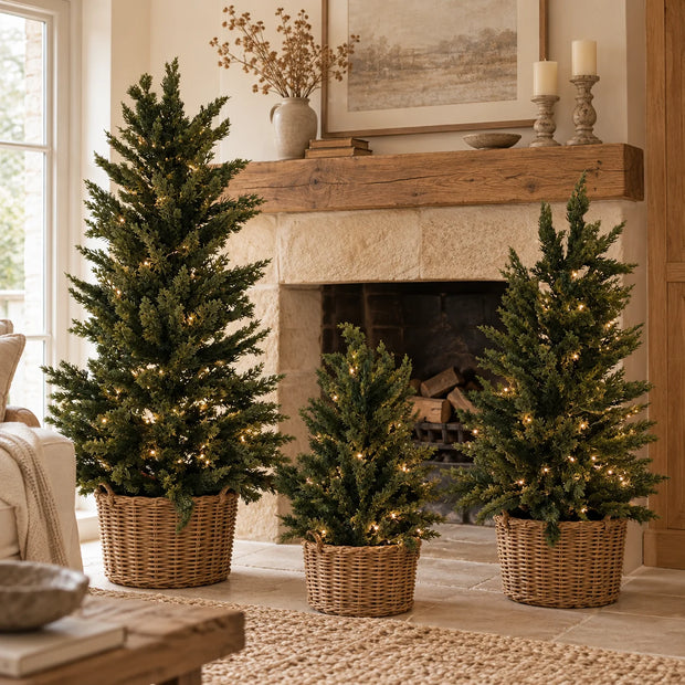 Three Norfolk spruce trees styled in a living room