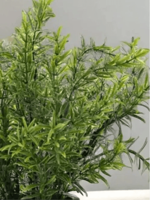 Faux Foliage - Potted Herb In Neutral Stone Pot - Faux Plants & FlowersFaux Plants & Flowers - Lulu Loves Home