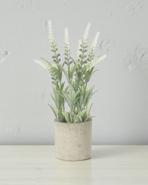 White lavender flower in a stone pot, Gainsborough Giftware home décor, fresh-looking botanical arrangement for interior decoration.