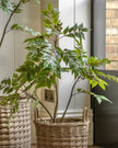Small artificial Chinese white olive tree from Gallery Direct, realistic faux plant for home or office decor.