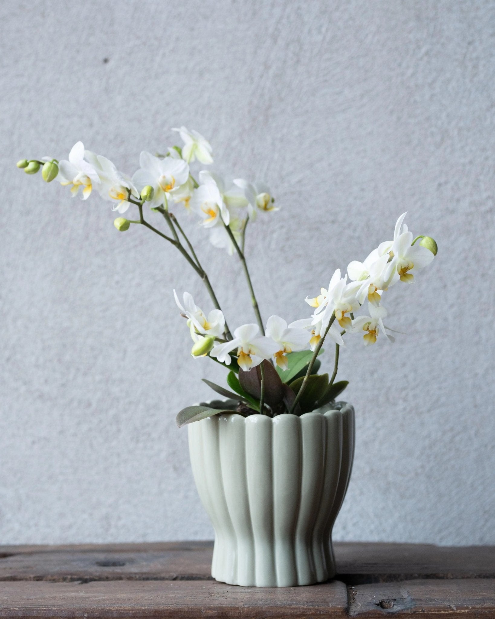 Hedvig Orchid Pot Sand - Home DecorHome Decor - Lulu Loves Home