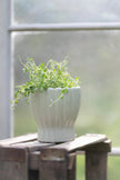 Hedvig Orchid Pot White - Home DecorHome Decor - Lulu Loves Home