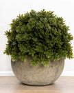 Artificial potted small dark green Hebe plant from Hill Interiors, realistic faux greenery for home or office decor