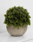 Artificial potted small dark green Hebe plant from Hill Interiors, realistic faux plant in a pot for home decor.
