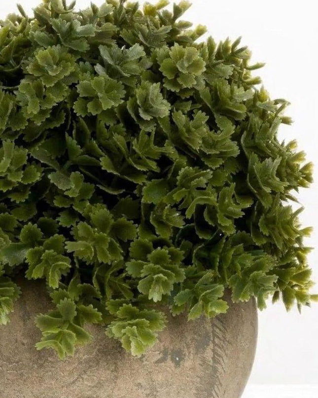 Artificial potted small dark green Hebe plant from Hill Interiors, realistic faux plant for home or office decor.