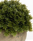Artificial potted small dark green Hebe plant from Hill Interiors, realistic faux plant for home or office decor.