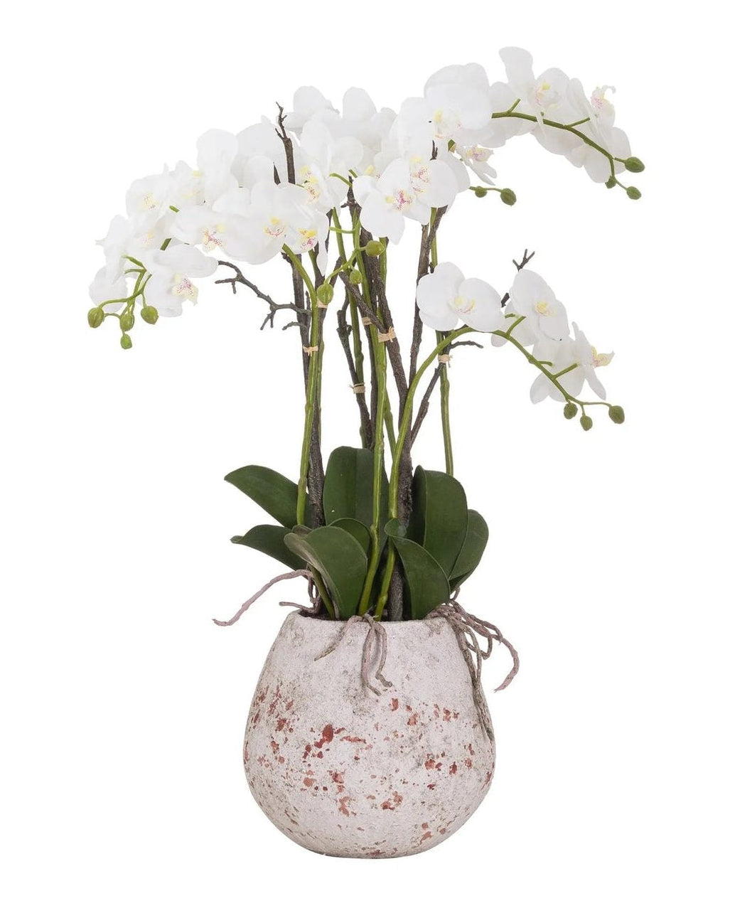 Large stone potted artificial orchid with visible roots, decorative plant by Hill Interiors, perfect for home or office décor.