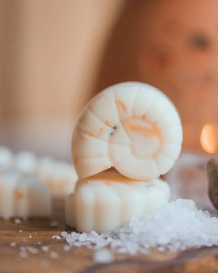 Scented Wax Melt Seashell Box - Beach Cotton Lulu Loves Home 