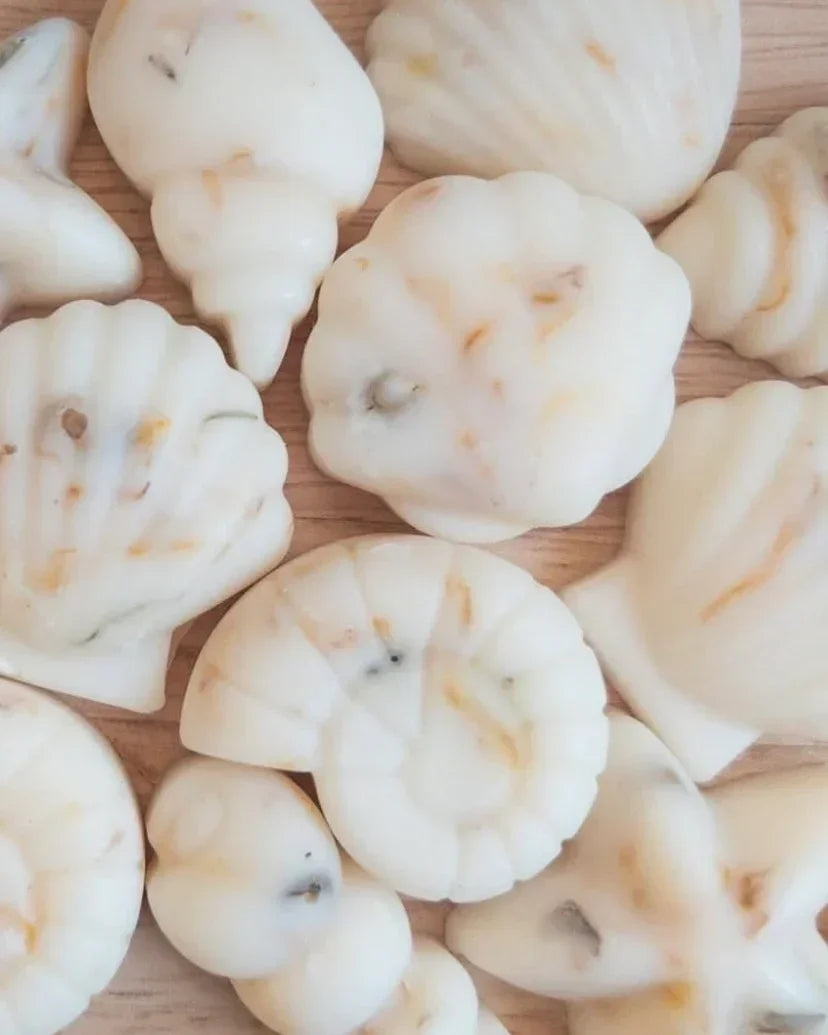 Scented Wax Melt Seashell Box - Beach Cotton Lulu Loves Home 
