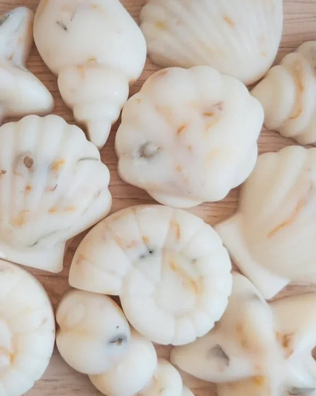 Scented Wax Melt Seashell Box - Beach Cotton Lulu Loves Home 