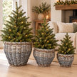 Set of three grey woven Meon planter baskets styled with small Christmas trees in a neutral living room