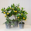 Set of Three Rustic metal planters with Meadow design