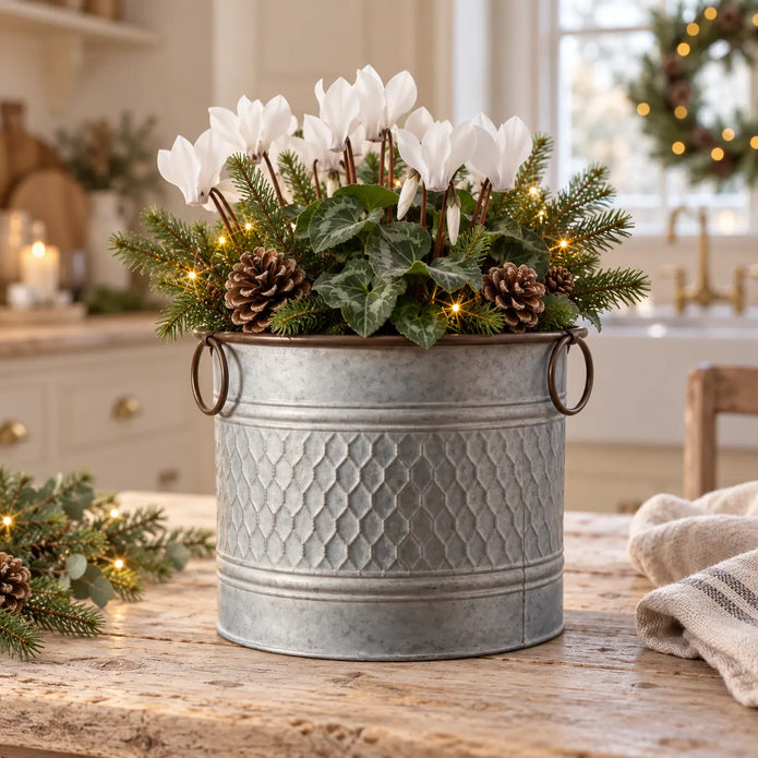 Small honeycomb metal planter with ring handles, white cyclamen and evergreen sprigs on a country kitchen table