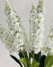 Artificial tall white Lupin stem from Starlight Express, realistic faux plant with delicate white flowers and green foliage.