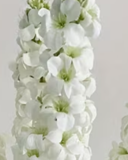 Artificial tall white lupin stem from Starlight Express, showcasing realistic white flower clusters on a green stem.