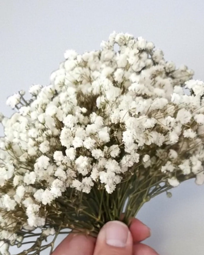 Dried Cream Gypsophila short stems from Starlight Express, artificial plant pack of 50 with delicate white flowers.