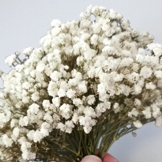 Dried Cream Gypsophila short stems from Starlight Express, artificial plant pack of 50 with delicate white flowers.