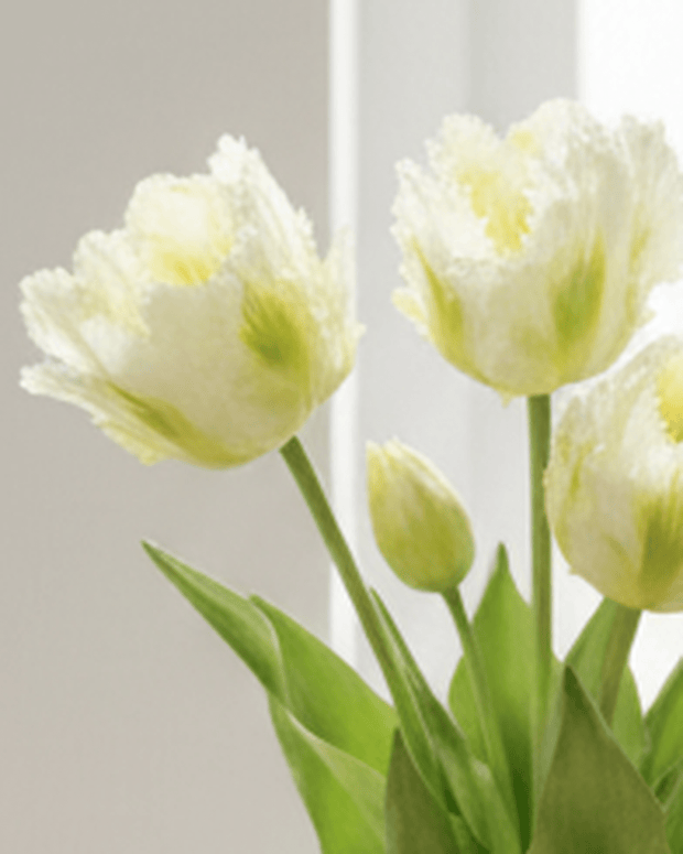 Bunch of 5 white artificial Parrot Tulip stems from Starlight Express, perfect for spring floral decor.