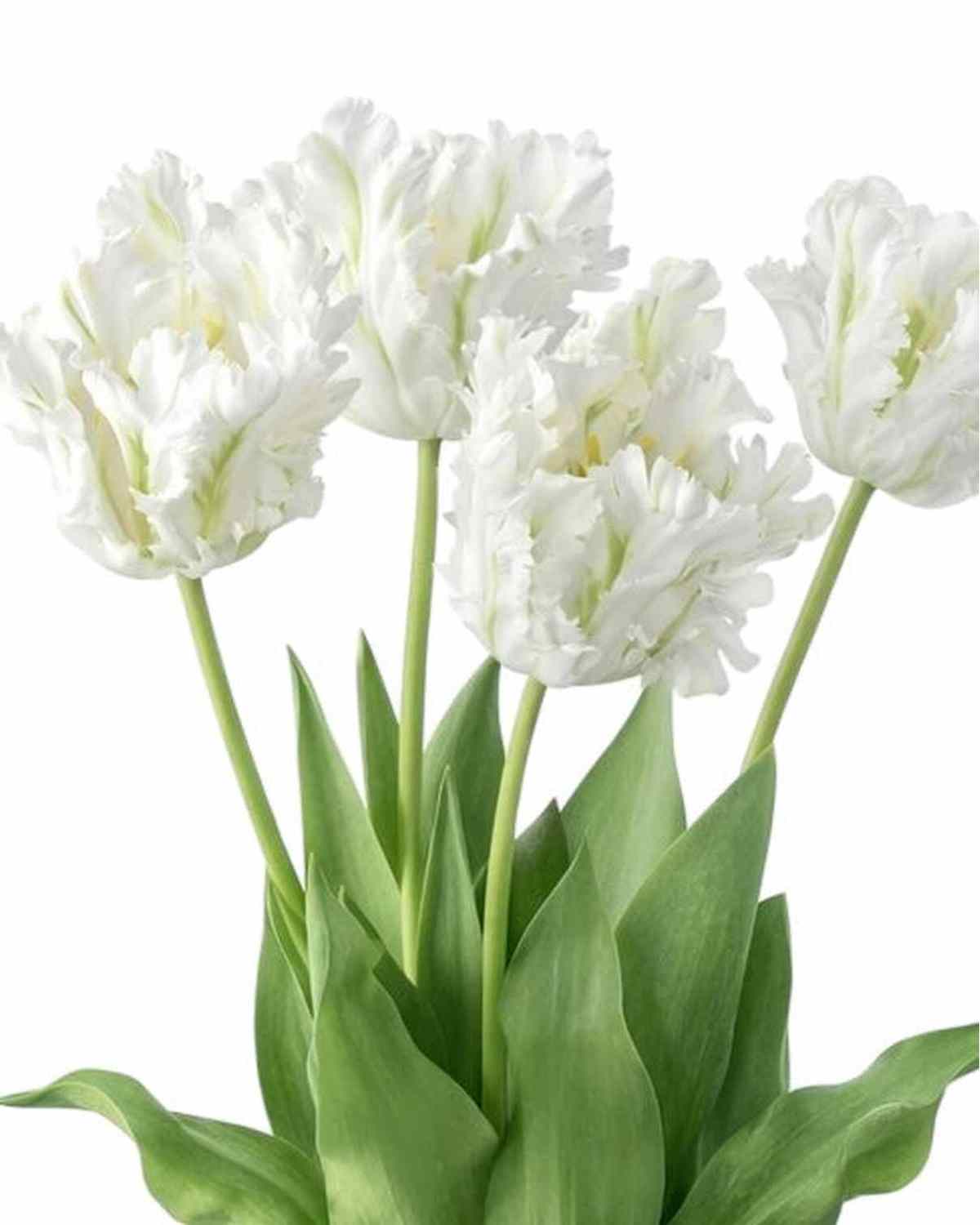 Bunch of 5 tall white artificial parrot tulip stems, spring floral display by Starlight Express, realistic decorative artificial plants