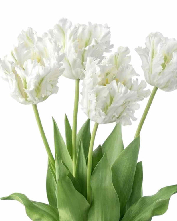Bunch of 5 tall white artificial parrot tulip stems, spring floral display by Starlight Express, realistic decorative artificial plants
