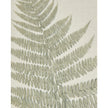 Wooden framed vintage wall art print of green ferns by Hill Interiors, showcasing botanical greenery for home decor.