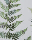 Wooden Framed Wall Art Print - Green Ferns - Posters, Prints, & Visual ArtworkPosters, Prints, & Visual Artwork - Lulu Loves Home