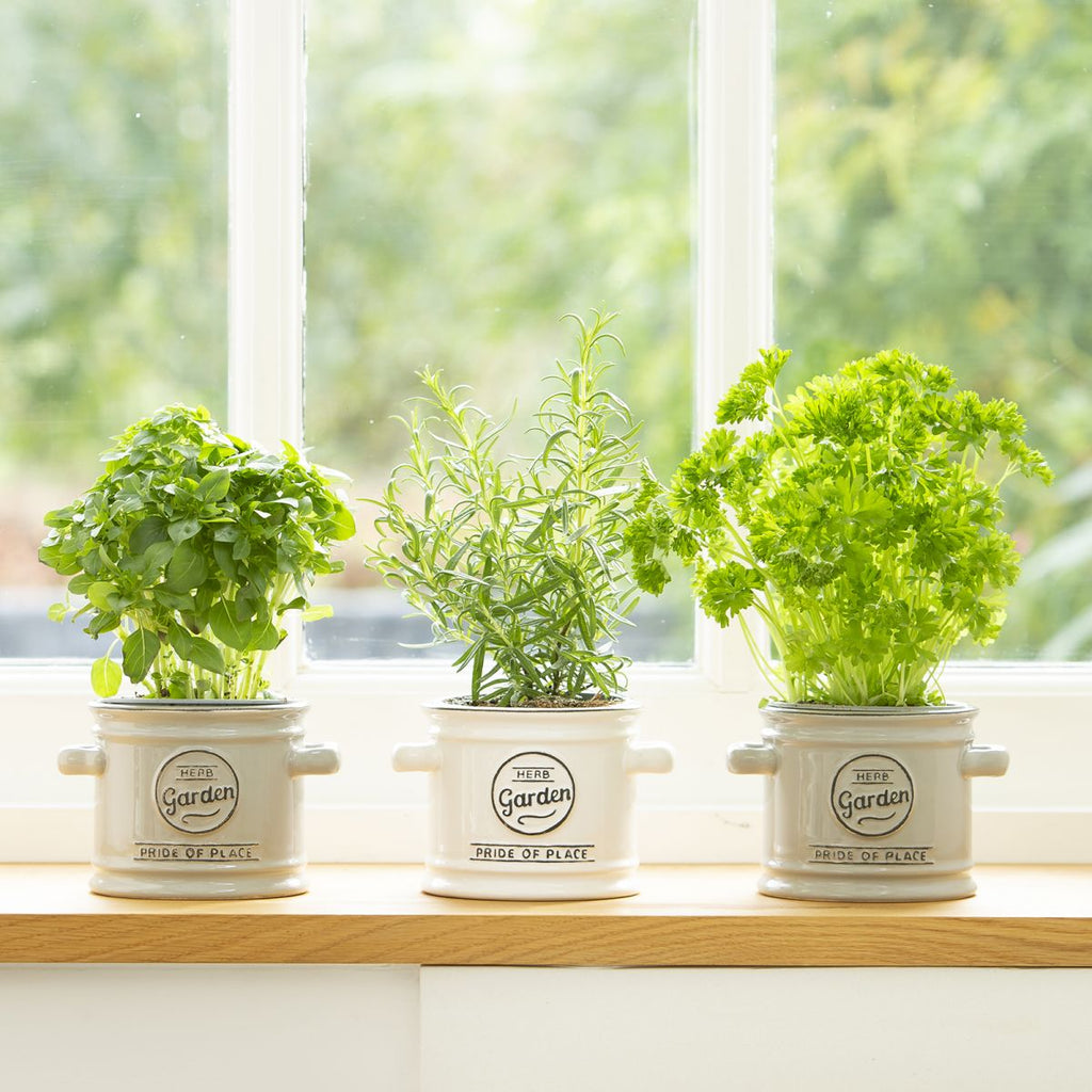 Pride Of Place Herb Pot Grey - Lulu Loves Home - Kitchen & Dining