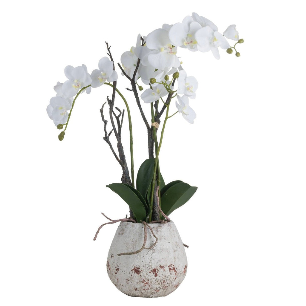 Stone Potted Orchid With Roots In A Concrete Planter - Lulu Loves Home - Faux Plants & Flowers