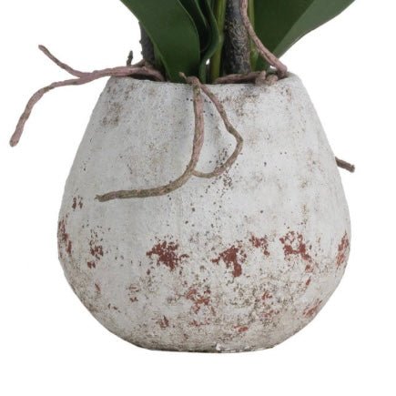 Stone Potted Orchid With Roots In A Concrete Planter - Lulu Loves Home - Faux Plants & Flowers